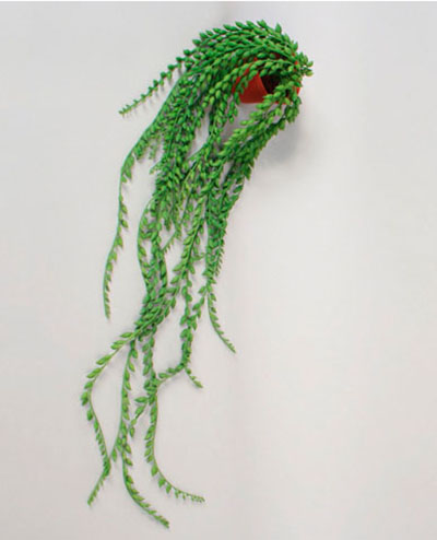 151-1-90 Senecio 90cm